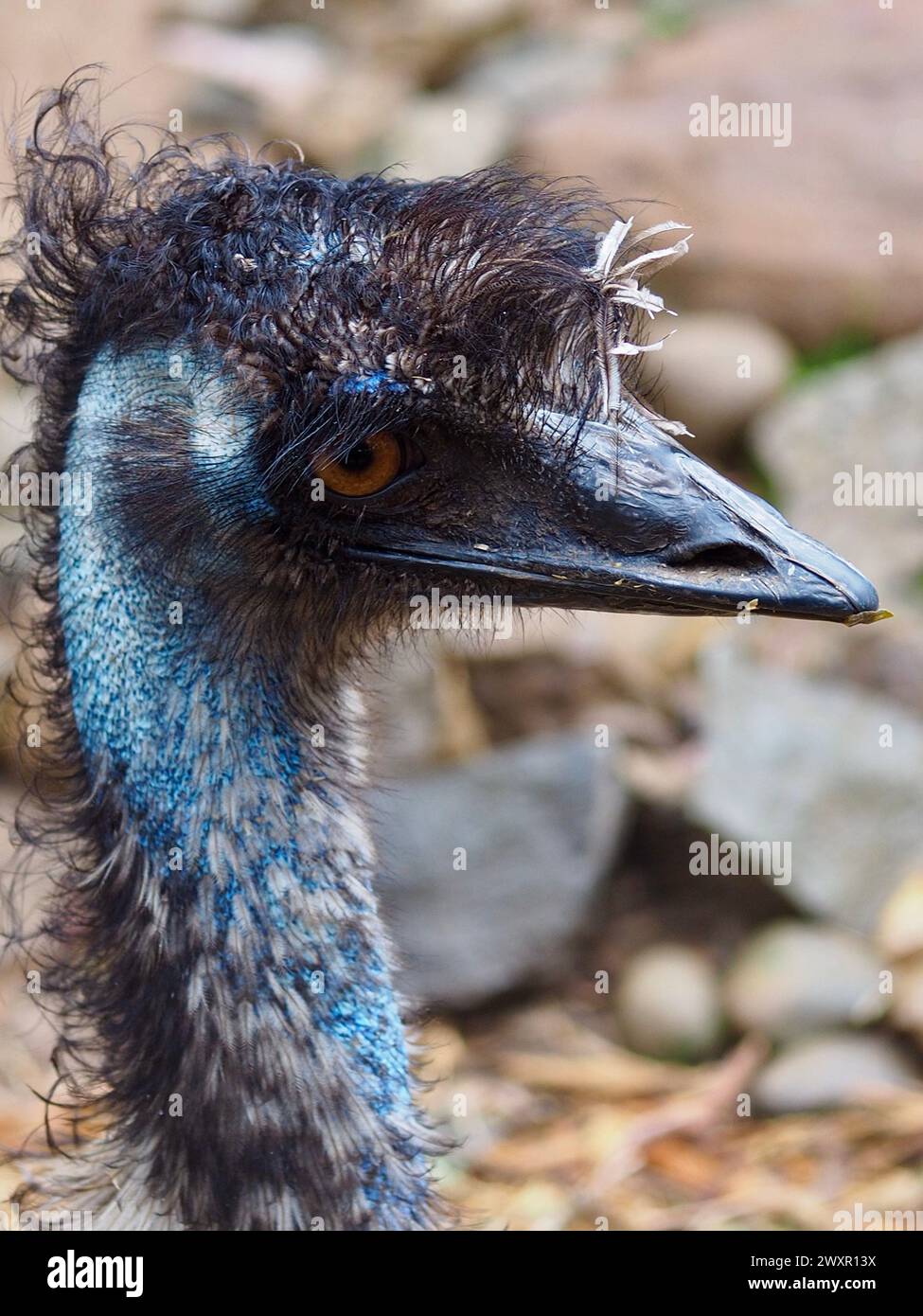 A closeup portrait of a remarkable lovely Emu with bright eyes and distinctive features. Stock Photo