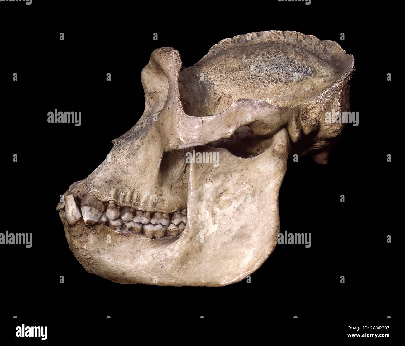 Ape skull hi-res stock photography and images - Alamy
