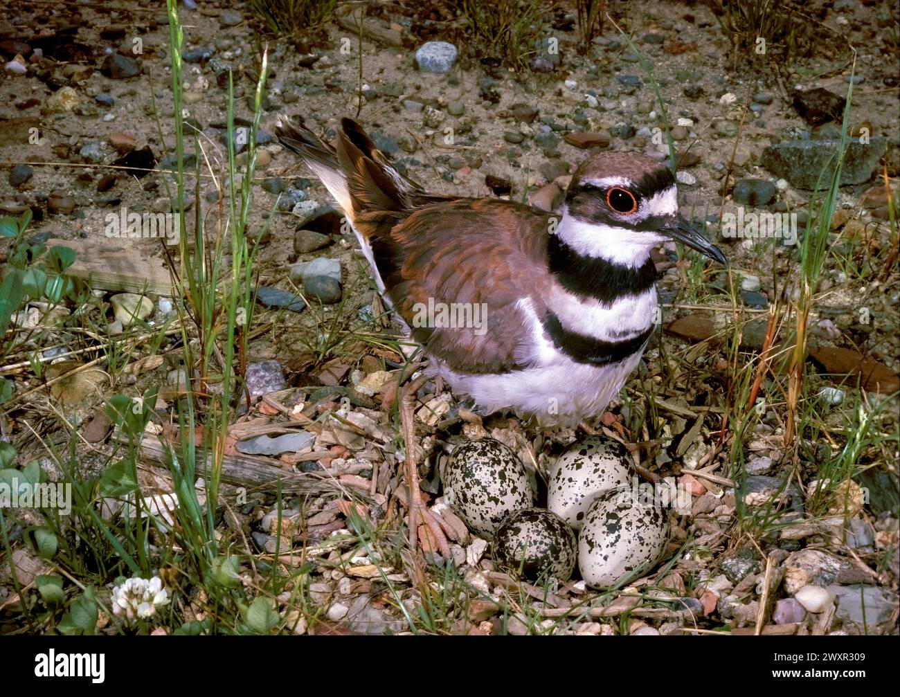 Killdeer (Charadrius vociferus) nesting with eggs. Stock Photo