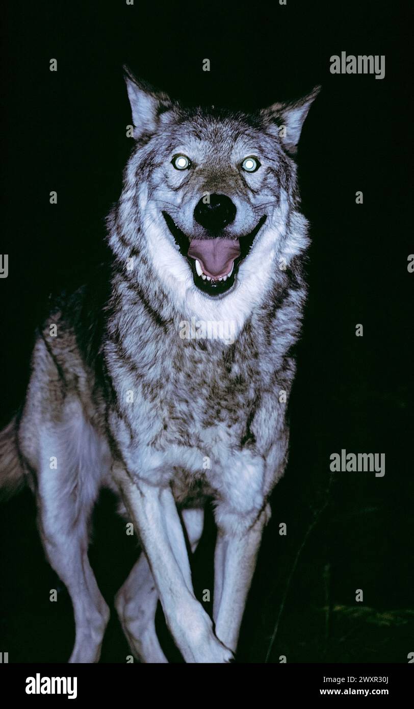 Eastern timber wolf (Canis lupus lycaon) at night, running toward camera. Stock Photo