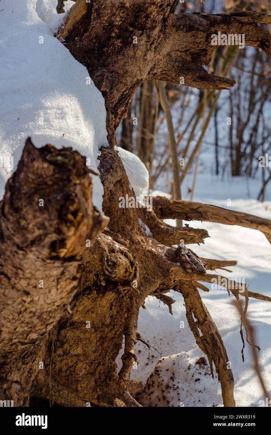 Roots of a fallen tree in a winter forest Stock Photo - Alamy