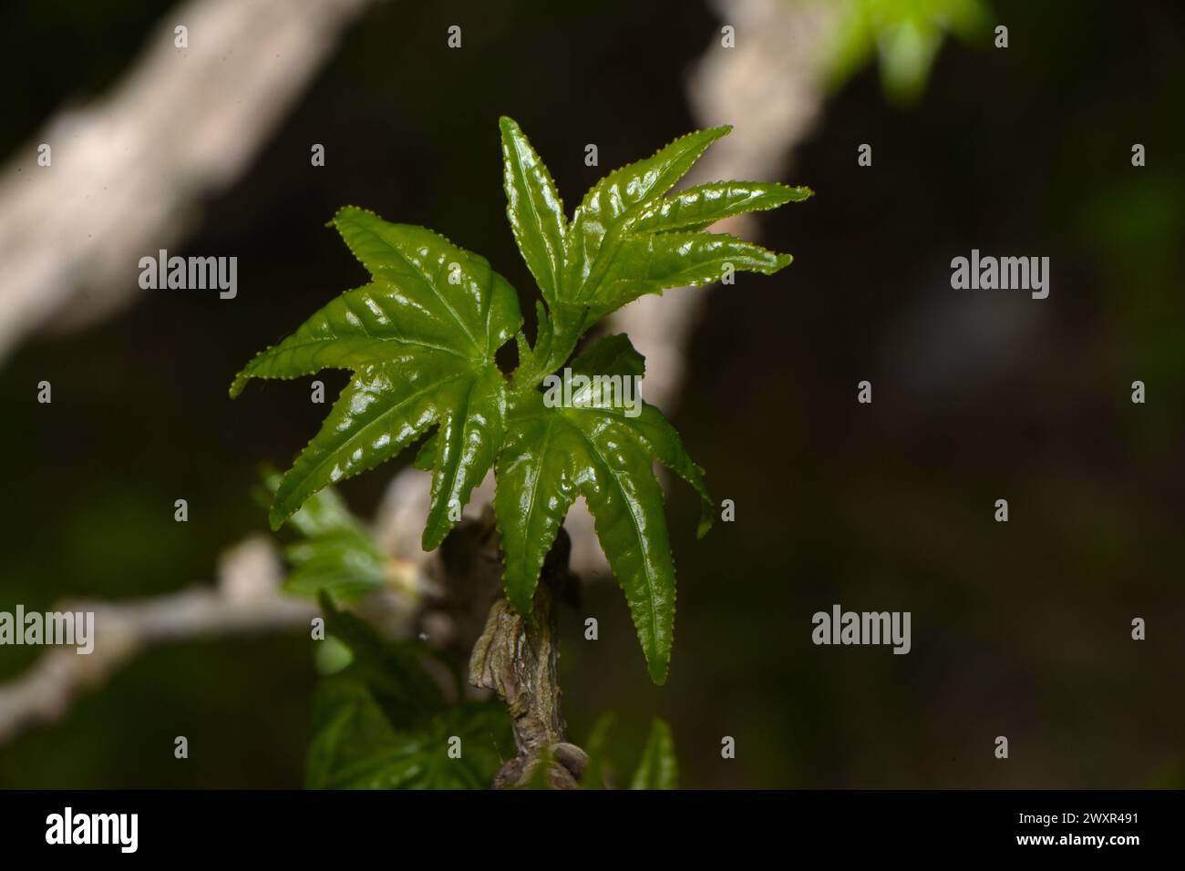 It's spring and the trees are budding. Stock Photo