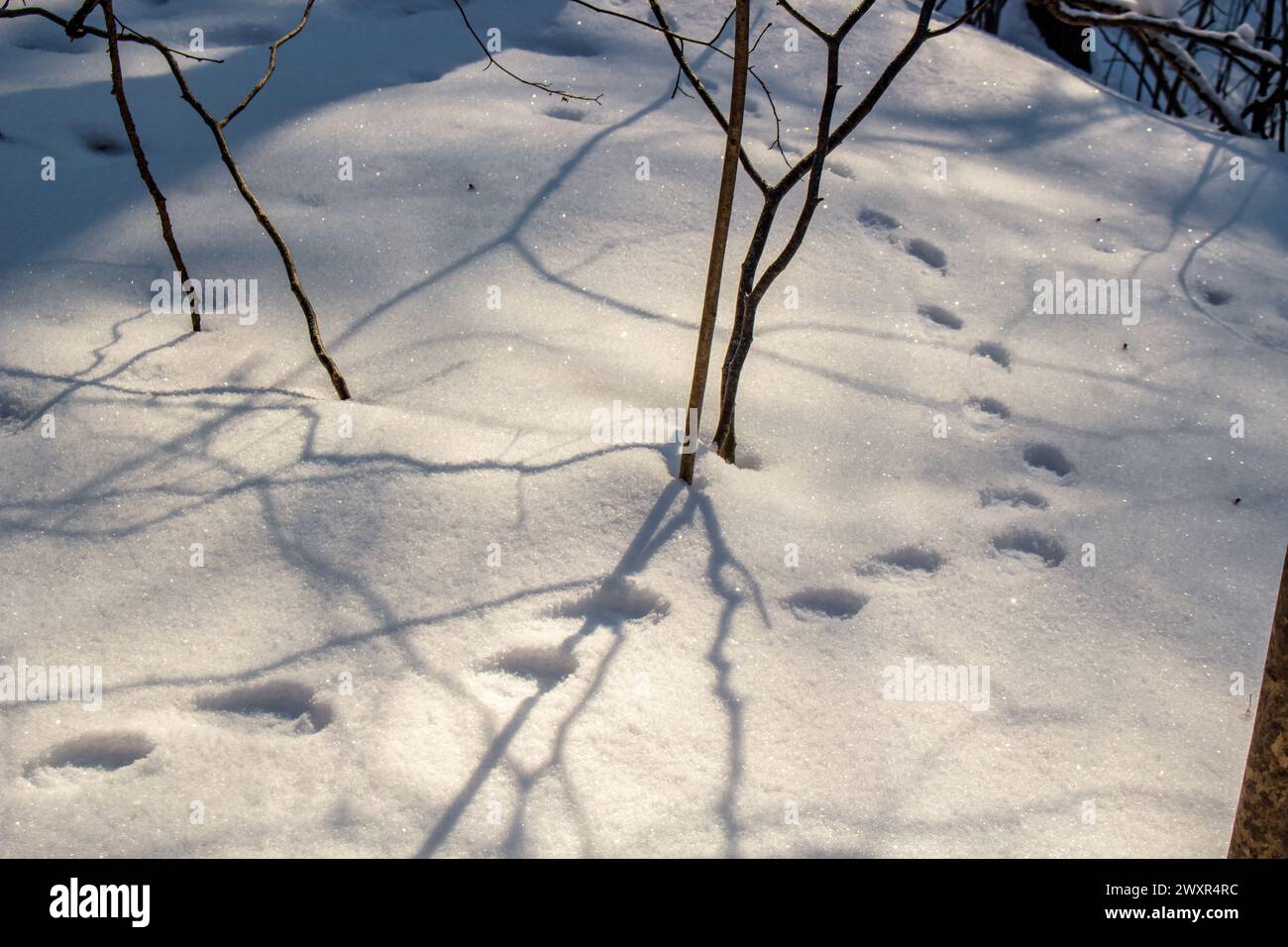 Snowy forest on a sunny winter day. Cat tracks in the snow Stock Photo