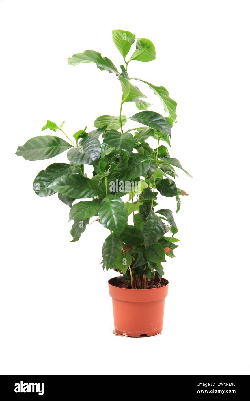 coffea plant isolated on the white background Stock Photo - Alamy