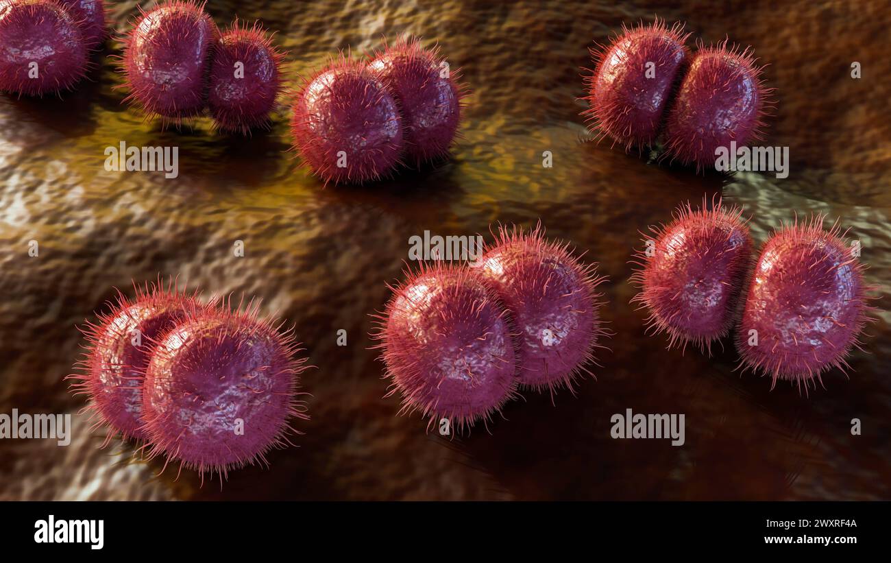 3d rendering of Neisseria meningitidis, also known as meningococcus, is a bacterium that causes meningococcal disease Stock Photo