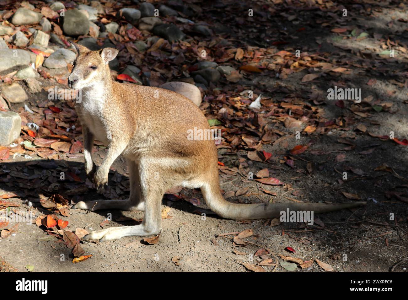 Solitary Agile Wallaby (Notamacropus agilis) searching for food : (pix Sanjiv Shukla) Stock Photo