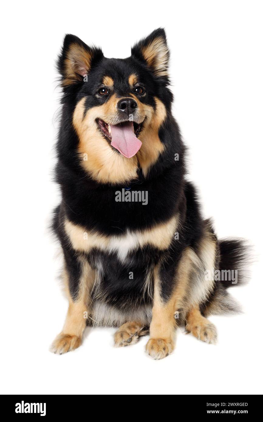 Happy Finnish Lapphund dog sitting. Isolated on a white background ...