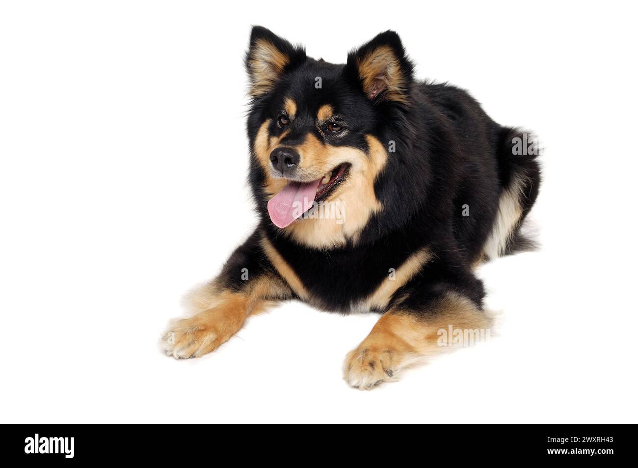Happy Finnish Lapphund dog sitting. Isolated on a white background ...