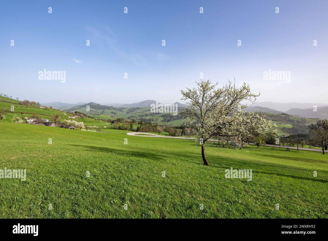 Die Obstbäume in der Blütezeit im Frühling über den Hügeln und Bergen des Mostviertel mit Ausblicken vom Schobersberg über die österreichischen Voralpen mit Saharastaub in der Luft am 30.03.2024. // The fruit trees in bloom in spring over the hills and mountains of the Mostviertel with views from Schobersberg over the Austrian foothills of the Alps with Sahara dust in the air on March 30, 2024. - 20240330 PD8070 Credit: APA-DeFacto Datenbank und Contentmanagement GmbH/Alamy Live News Stock Photo