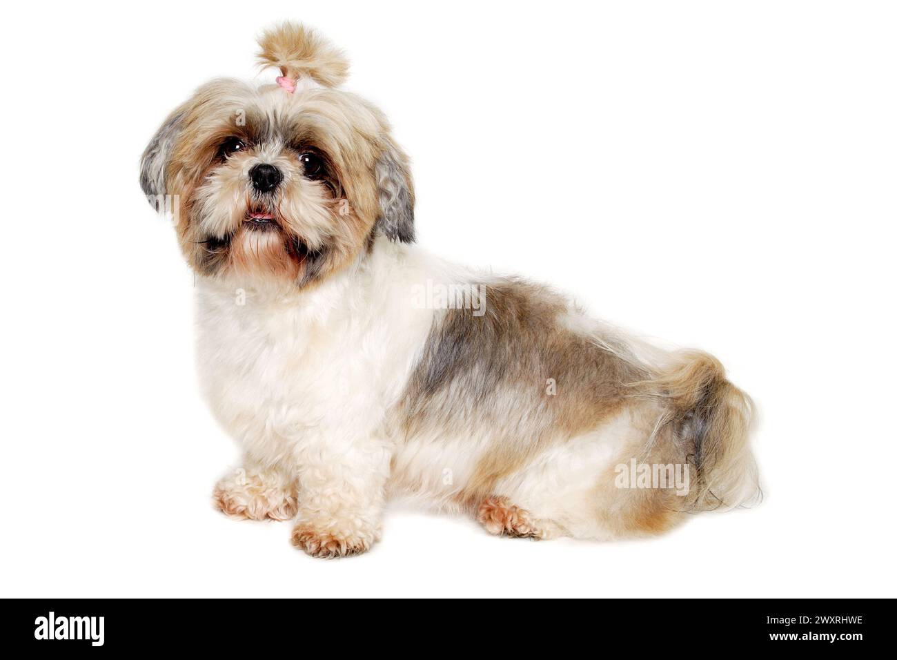 Sad shih tzu dog sitting. Isolated on a clean white background Stock ...