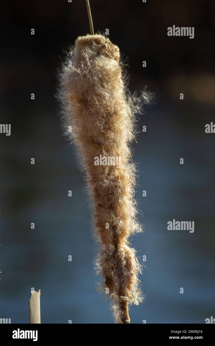 Cattails common wetland plant hi-res stock photography and images - Alamy