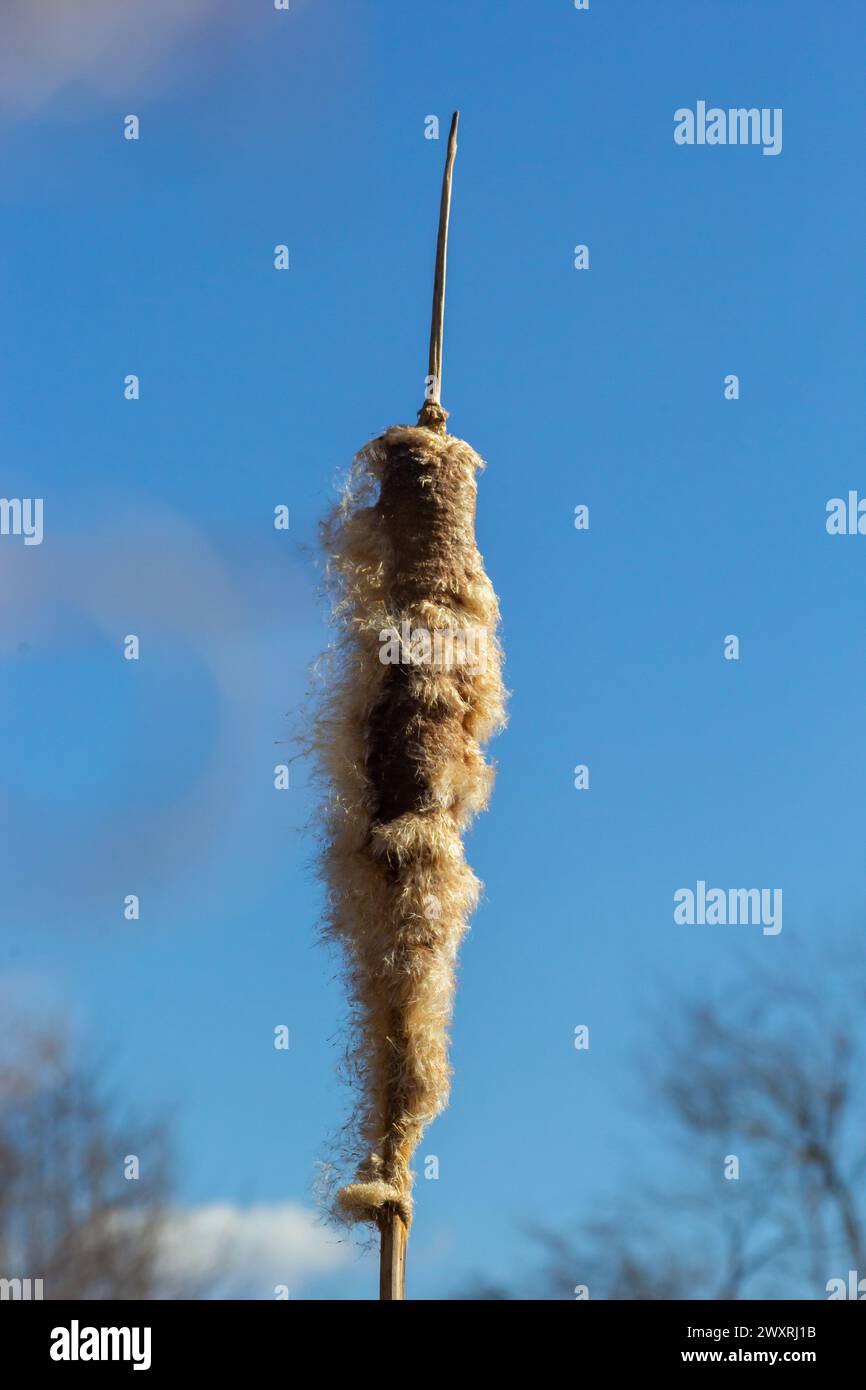 Wetlands lake bulrush typha hi-res stock photography and images - Alamy