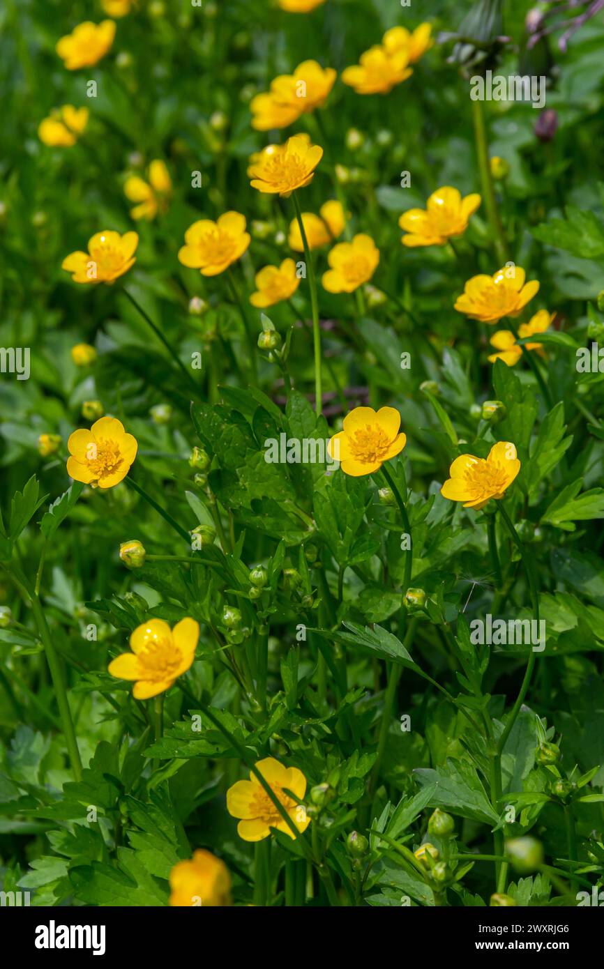 lose-up of Ranunculus repens, the creeping buttercup, is a flowering plant in the buttercup family Ranunculaceae, in the garden. Stock Photo