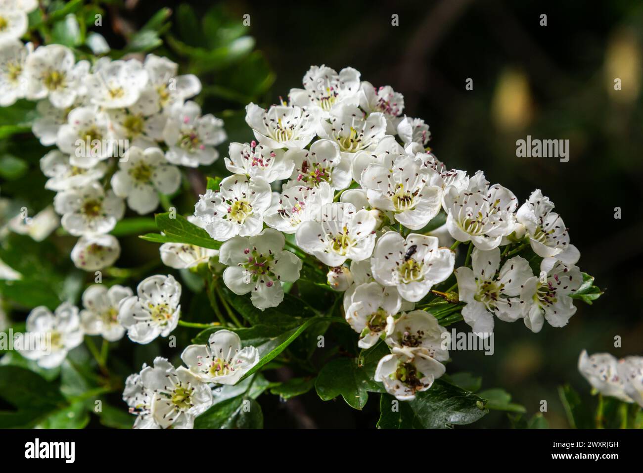 Midland hawthorn tree hi-res stock photography and images - Alamy