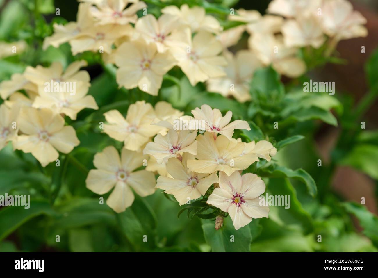 Phlox drummondii grandiflora Creme Brulee, coffee mousse with a wash of cassis flowers Stock Photo