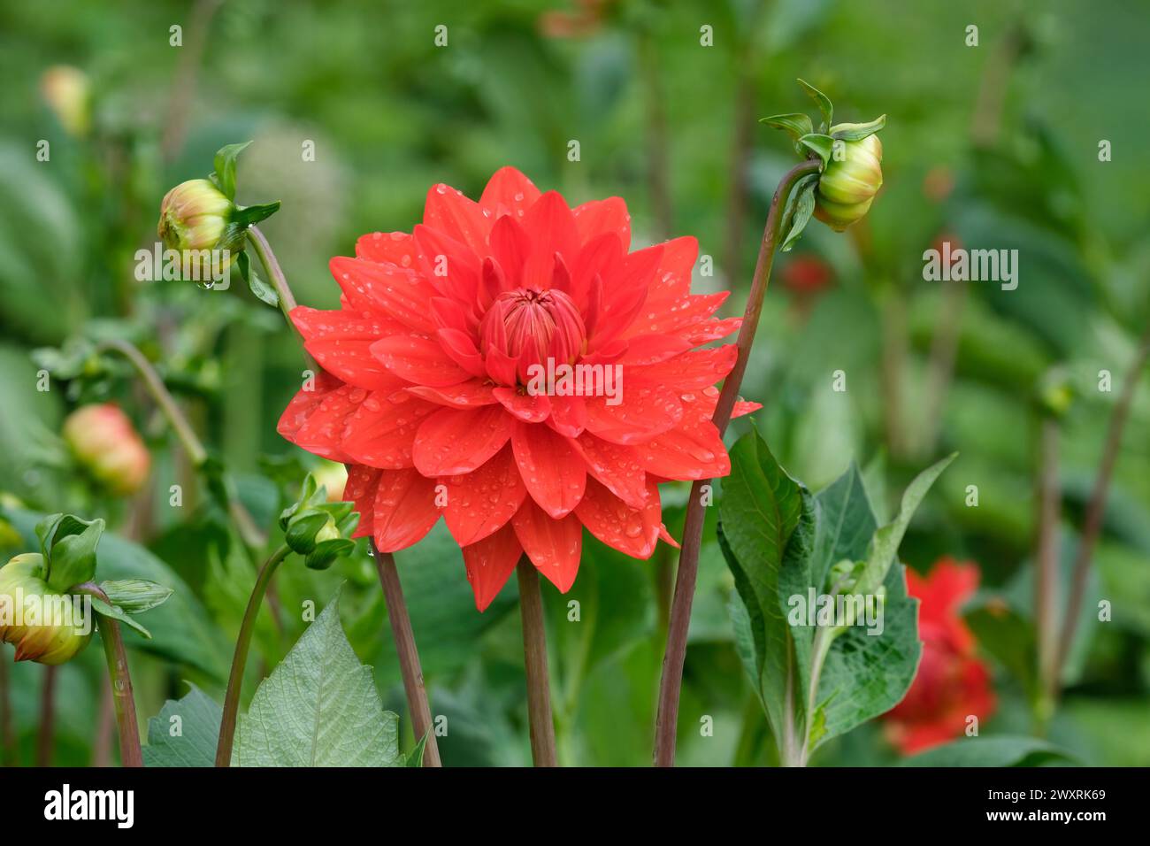 Decorative Dahlia Stadt Spremberg, large, double, red-orange flowers Stock Photo