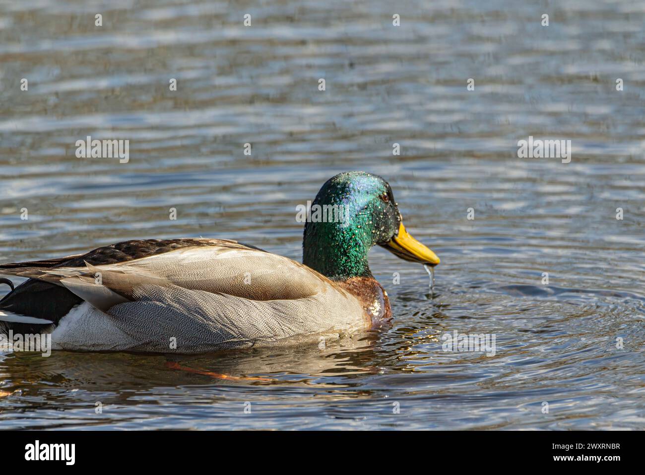 A solitary duck peacefully swimming in calm waters. Stock Photo