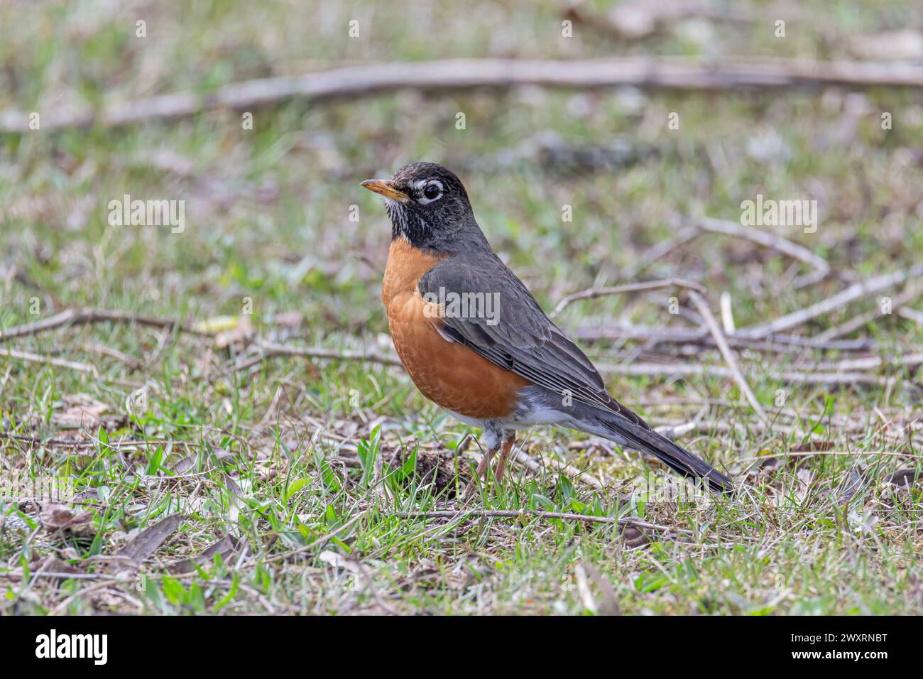An American robin bird perched on the grass. Stock Photo