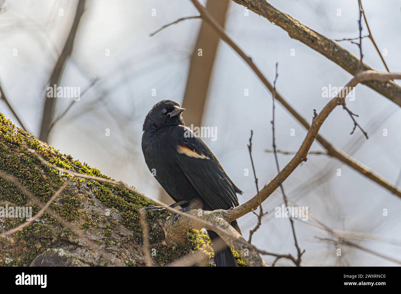 A blackbird perched on a mossy branch in the tree. Stock Photo