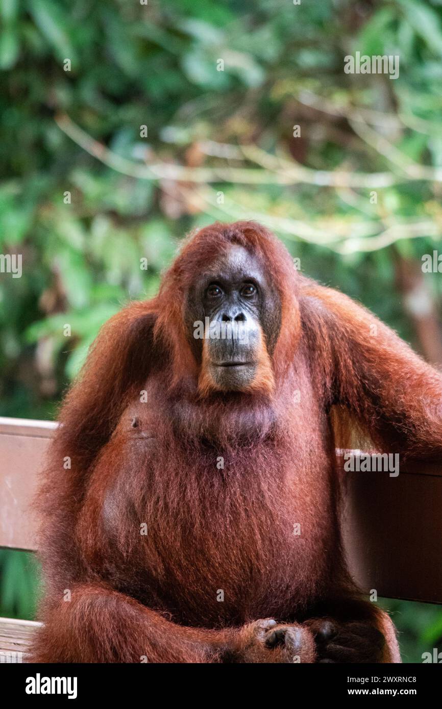 Elder female Bornean orangutan. Stock Photo