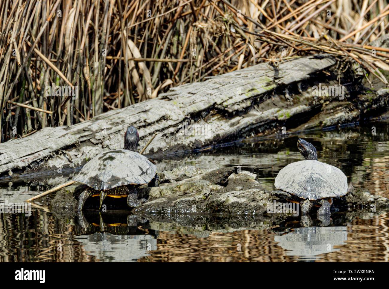 The two turtles basking on a log in the water. Stock Photo