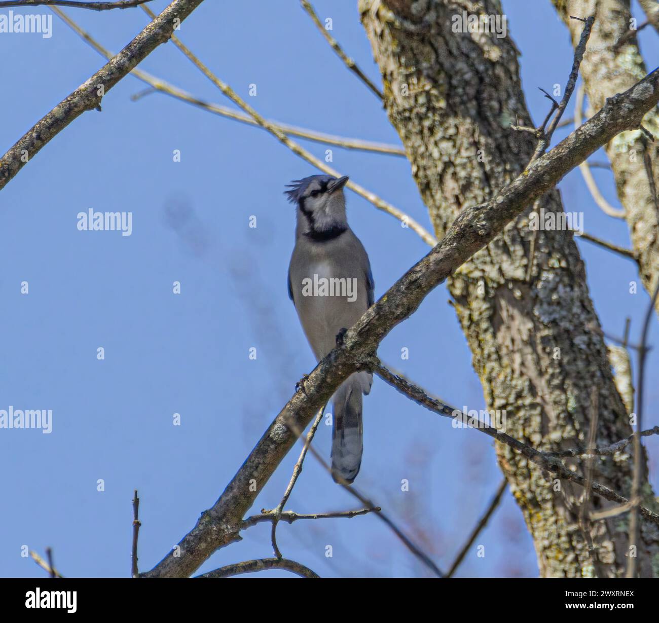 A blue jay perched on a tree limb during the day. Stock Photo