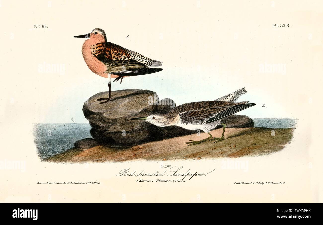 Old engraved illustration of Red-breasted sandpiper  (Calidris canutus). By J.J. Audubon: Birds of America, Philadelphia, 1840 Stock Photo
