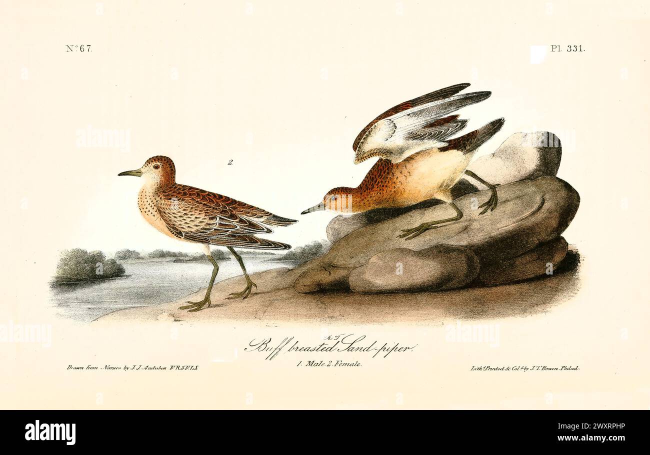 Old engraved illustration of Buff-breasted sandpiper  (Calidris subruficollis). By J.J. Audubon: Birds of America, Philadelphia, 1840 Stock Photo
