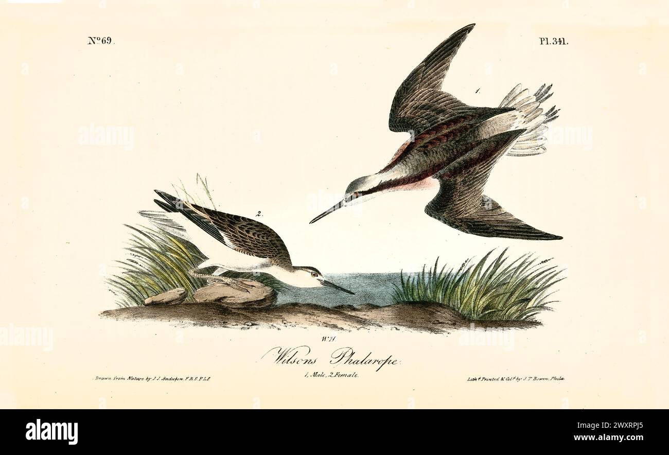 Old engraved illustration of Wilson’s phalarope  (Phalaropus tricolor). By J.J. Audubon: Birds of America, Philadelphia, 1840 Stock Photo