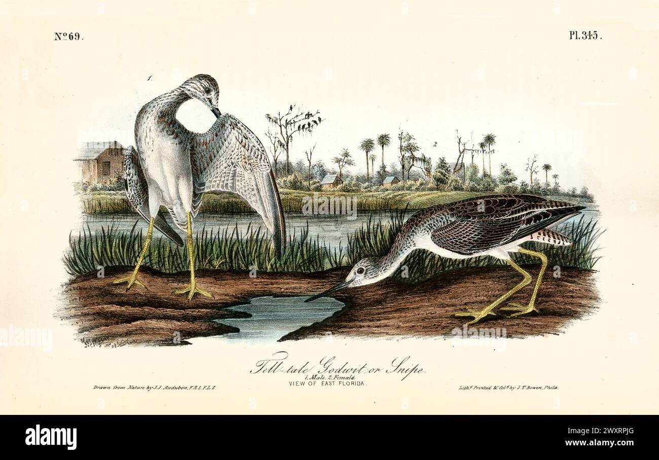 Old engraved illustration of Tell-tale godwit or Snipe  (Tringa melanoleuca). By J.J. Audubon: Birds of America, Philadelphia, 1840 Stock Photo