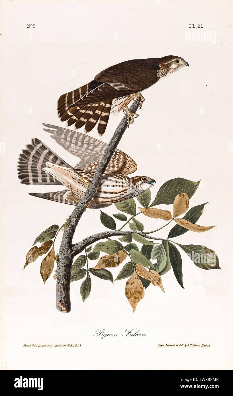 Rare raptor illustration hi-res stock photography and images - Alamy