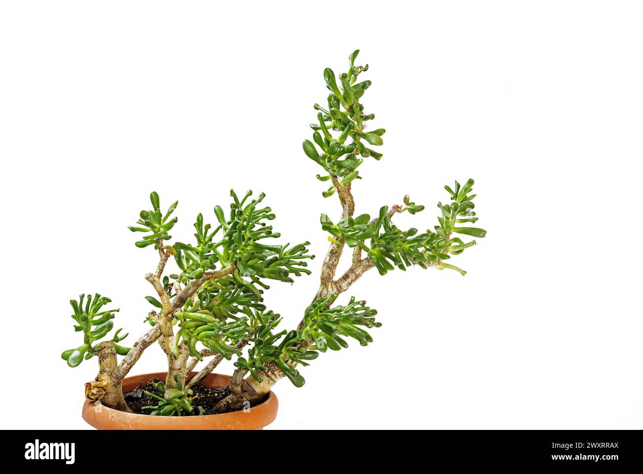 jade plant, lucky plant, money plant or money tree, Crassula ovata gollum Crassula Ovata, an original succulent plant for your home, Shrek ears, eleph Stock Photo