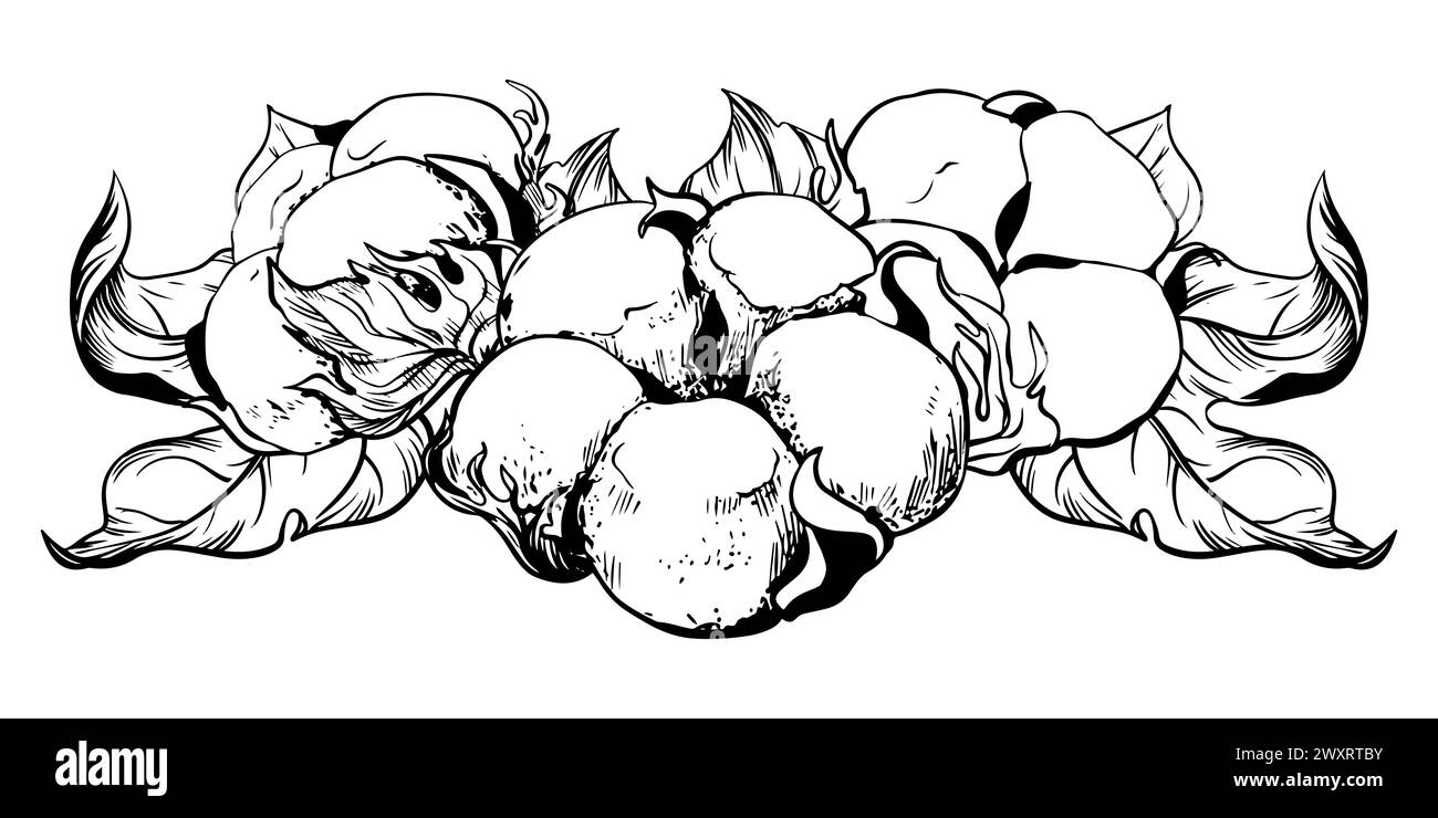 Composition of cotton flowers. Botanical illustration of a horizontally