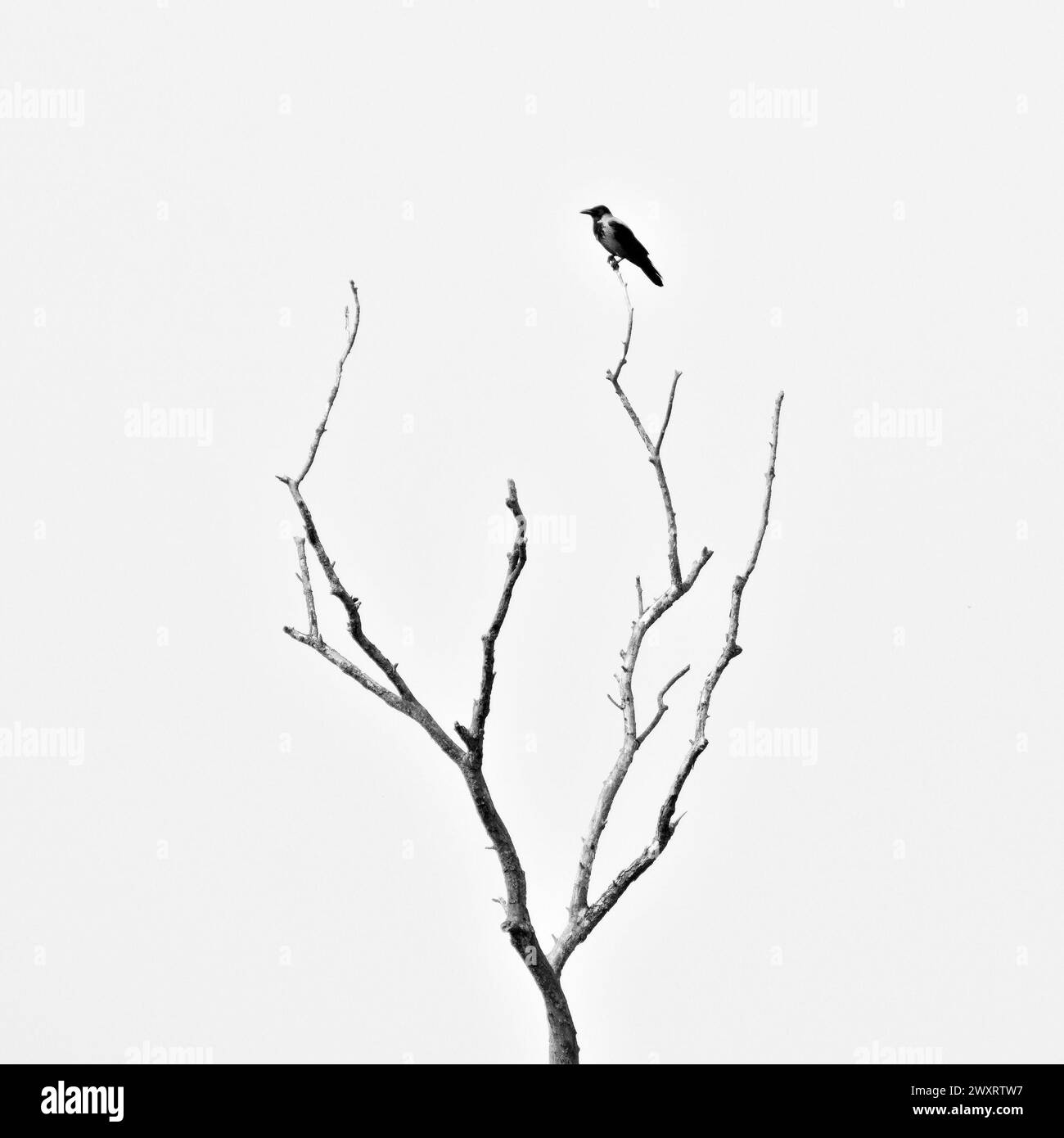Minimalistic black and white photo of bird on the top of dry tree. Corvus cornix aka Hooded crow. Dark and horror mood. Stock Photo