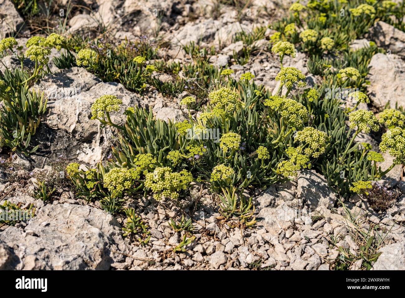 Small plants growing on limestone rocks during summer season in Croatia Stock Photo