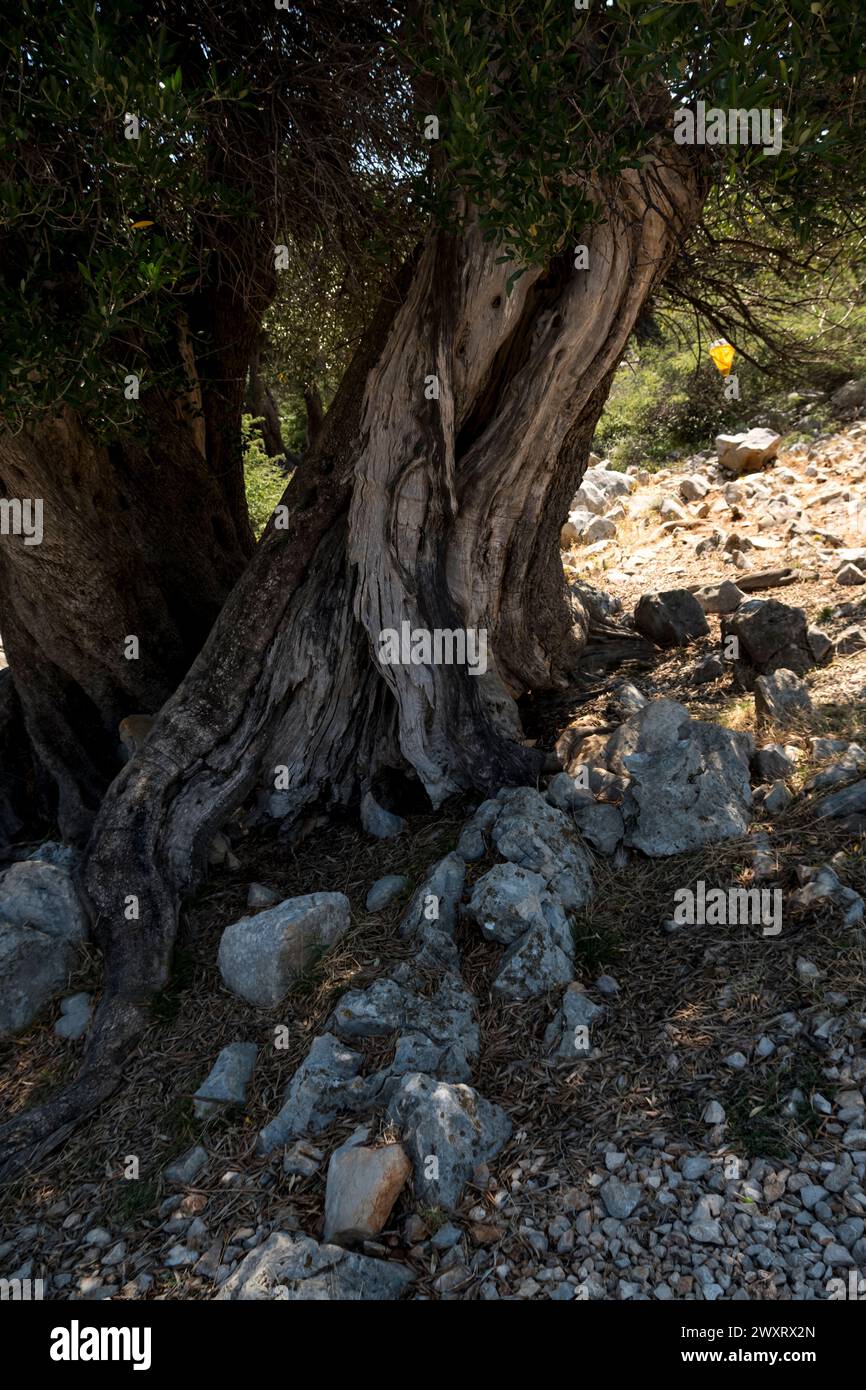 close-up of bark of an old olive tree in mediterranean region Stock Photo