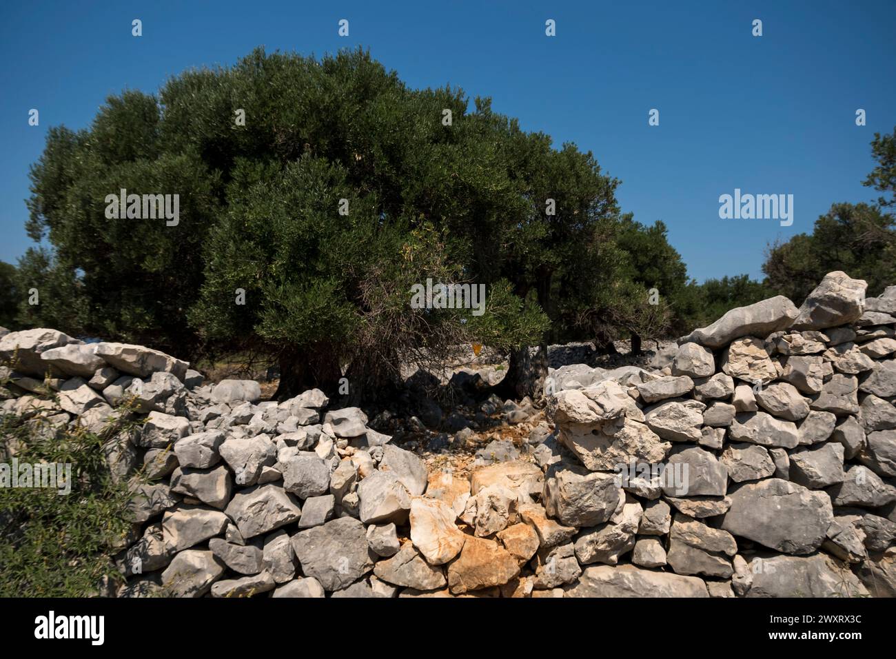 Single old olive tree behind an old wall made from limestone rocks Stock Photo