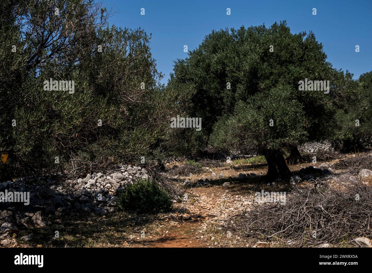 Natural landscape with old olive trees in Croatia during sunndy day in summer Stock Photo