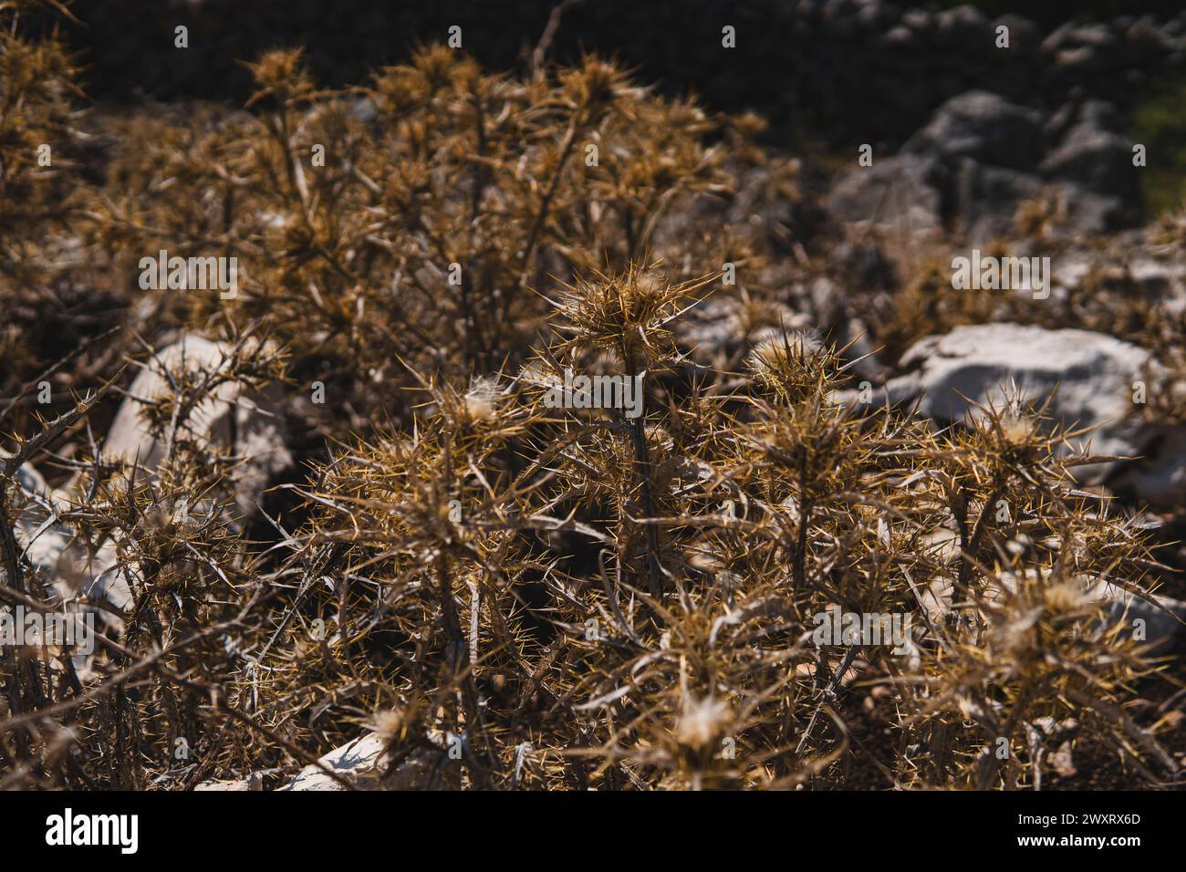 old plants withered due to drought in mediterranean region Stock Photo