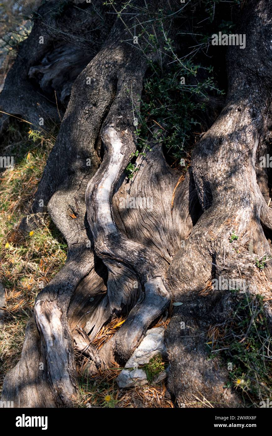 close-up of bark of an old olive tree in mediterranean region Stock Photo