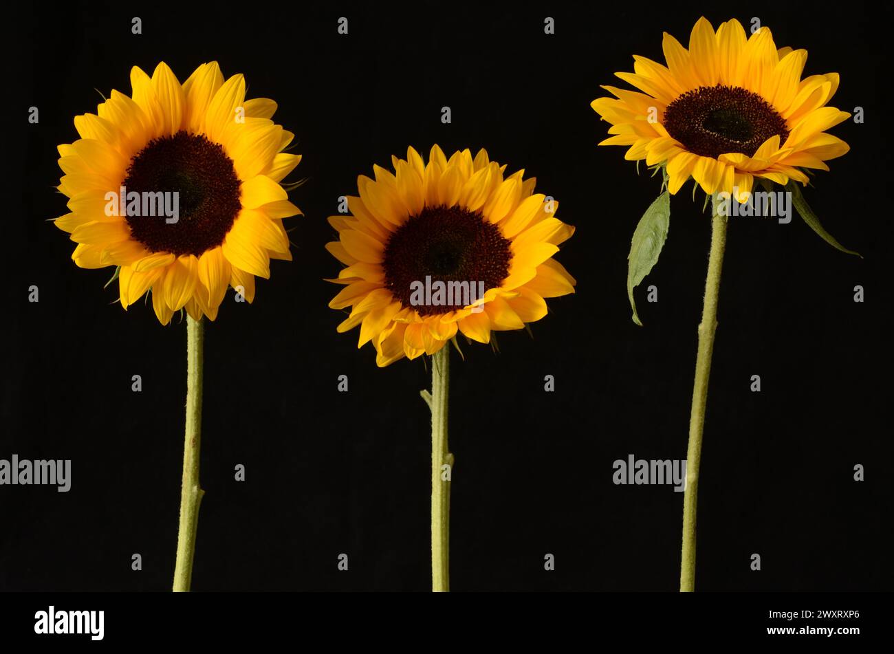 Three yellow sunflowers on a black background. Mabye night. Stock Photo