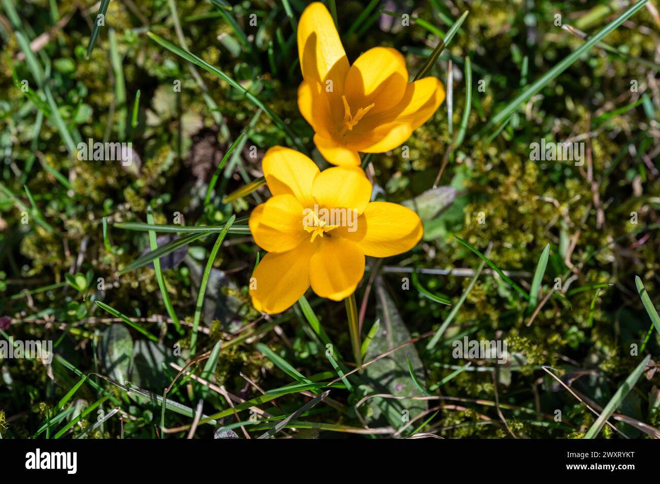 Yellow Crocus growing in a green mossy lawn Stock Photo