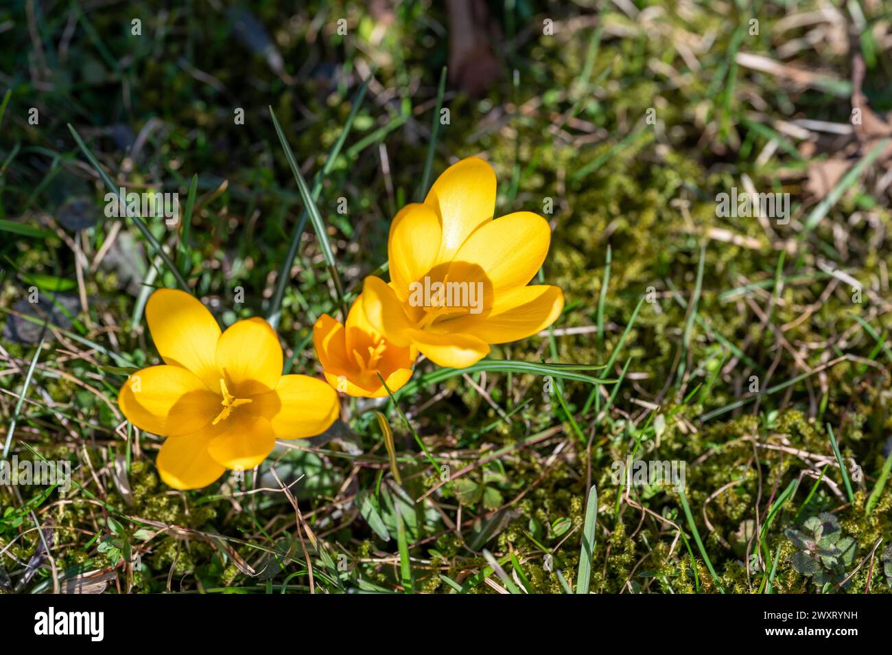 Yellow Crocus growing in a green mossy lawn Stock Photo