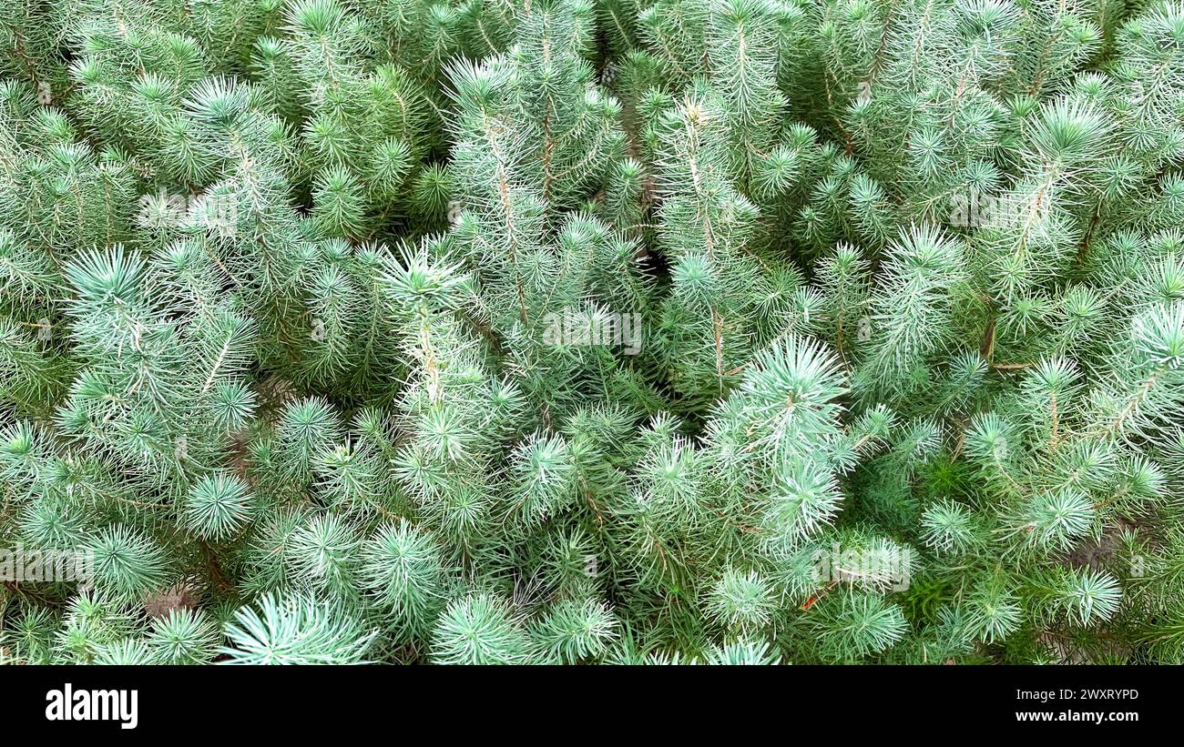 Group of stone pine seedlings in a nursery greenhouse Stock Photo
