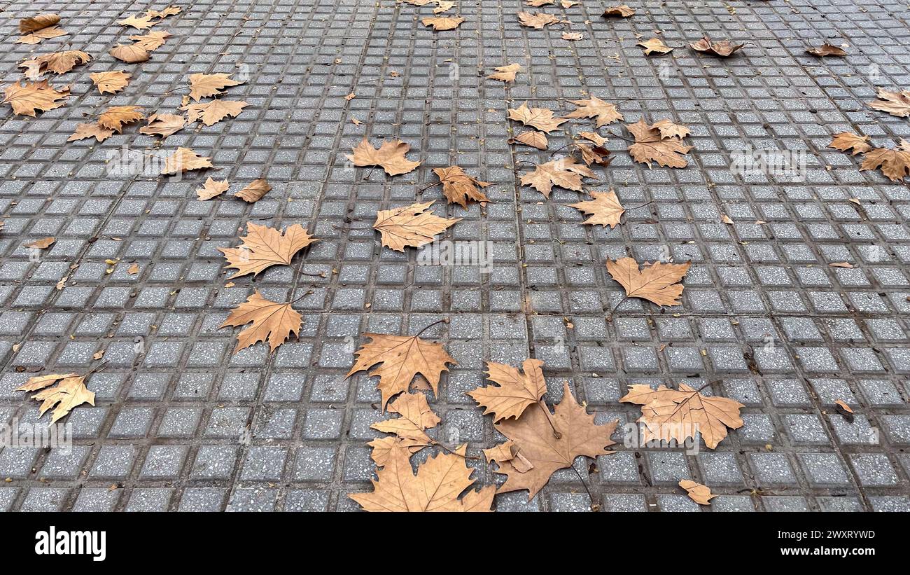 Beginning of autumn sidewalk on an urban walk covered with fallen leaves from trees Stock Photo