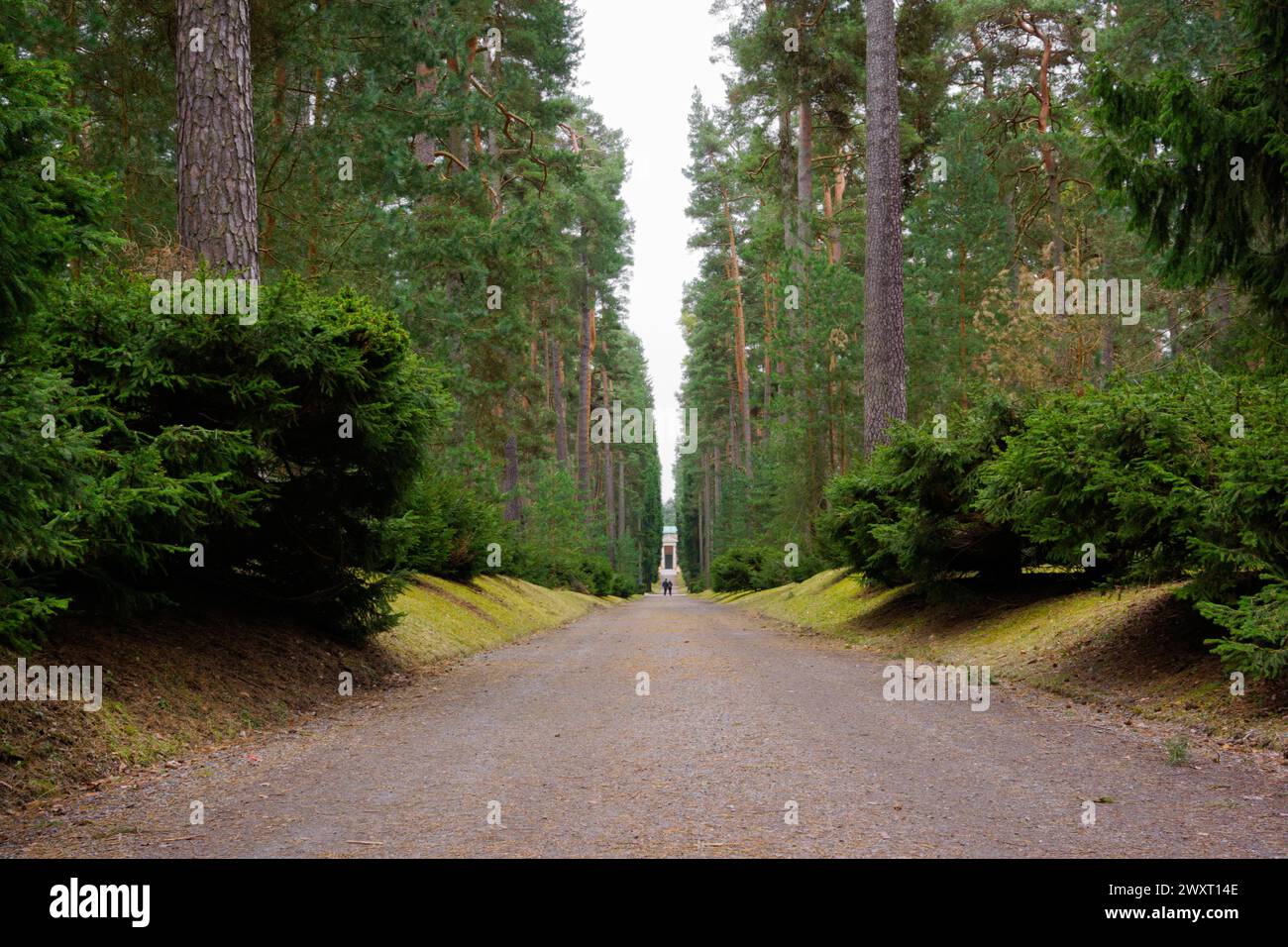 Row old pine trees hi-res stock photography and images - Alamy
