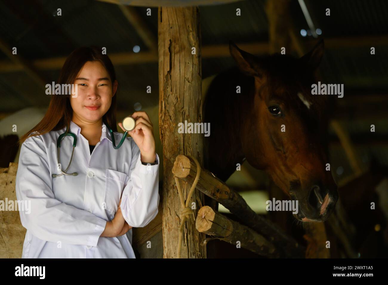 Young veterinarian in white coat with stethoscope standing near horses in the stable Stock Photo