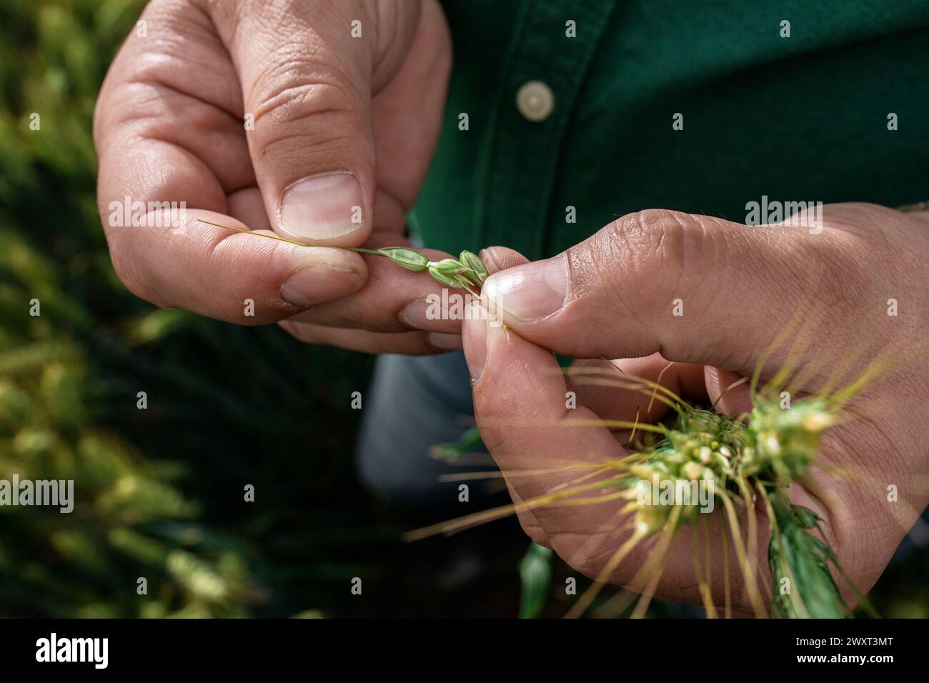 Close up of farmer hands examining wheat crop in field Stock Photo - Alamy