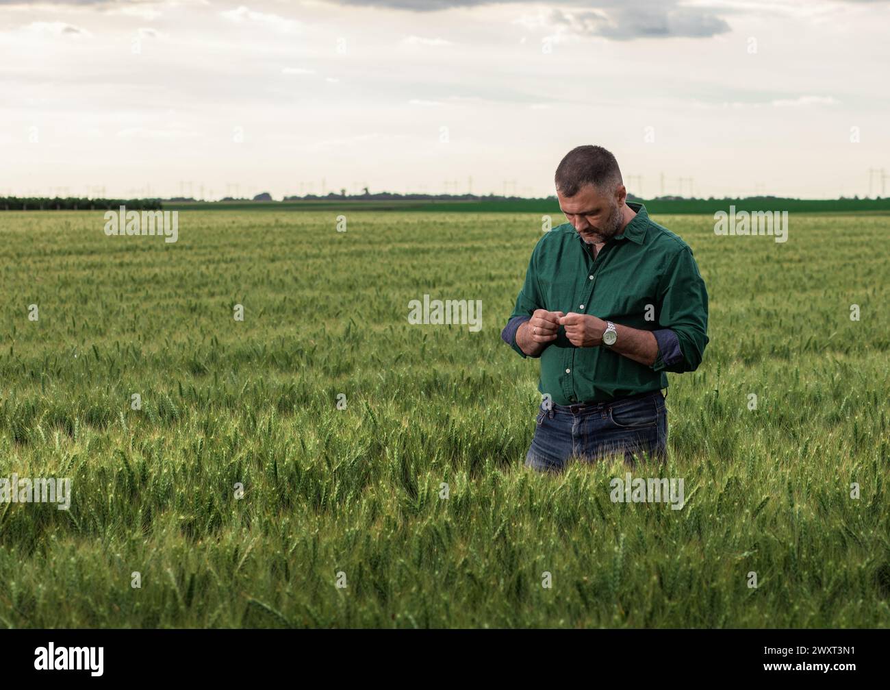 Farmer standing in wheat field examining crop in his hands Stock Photo ...