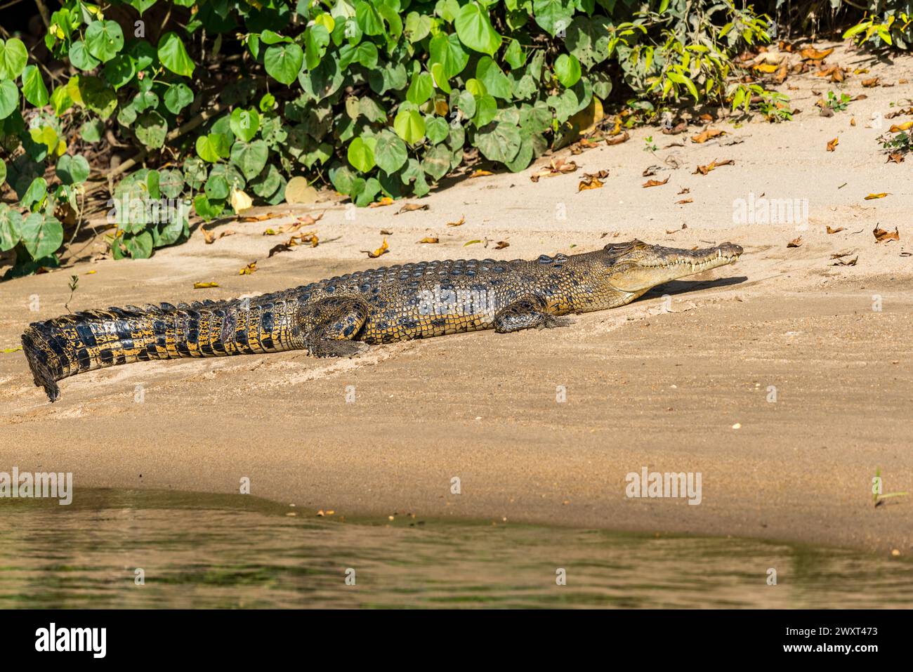A relatively young estuarine saltwater Australian Crocodile locally named Scarlett warms itself on the banks of the Daintree River, Queensland Stock Photo